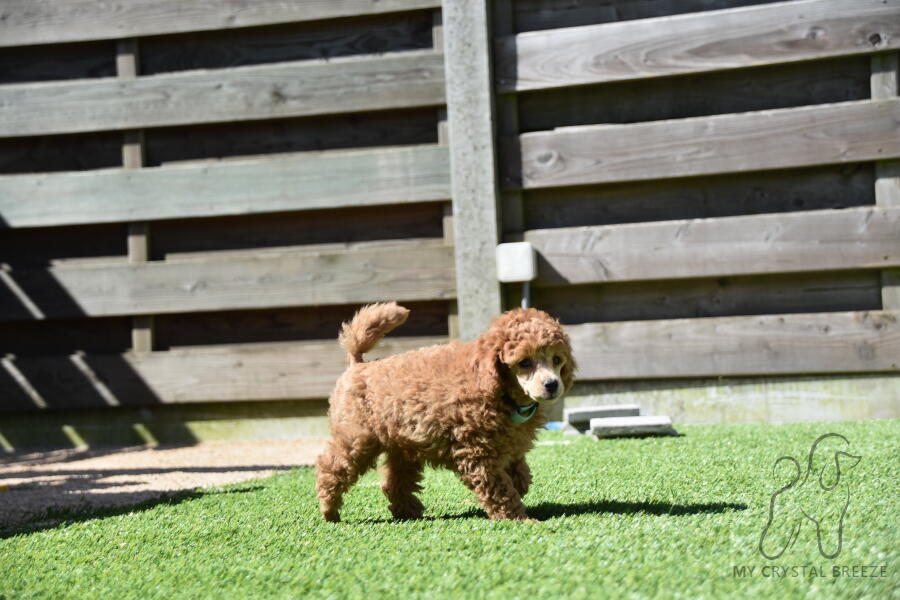 Abricot dwergpoedel pup buiten aan het spelen